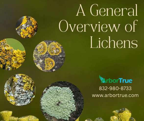A General Overview of Lichens