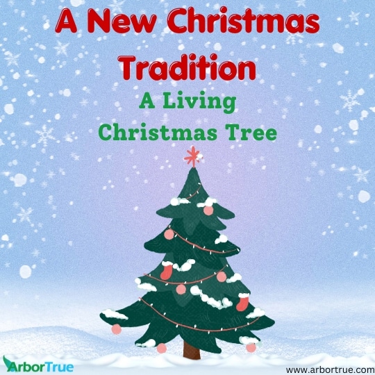 A New Christmas Tradition 