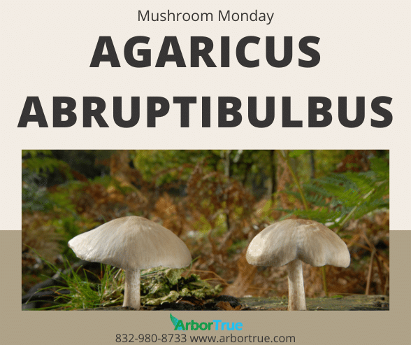 Mushroom Monday Agaricus abruptibulbus