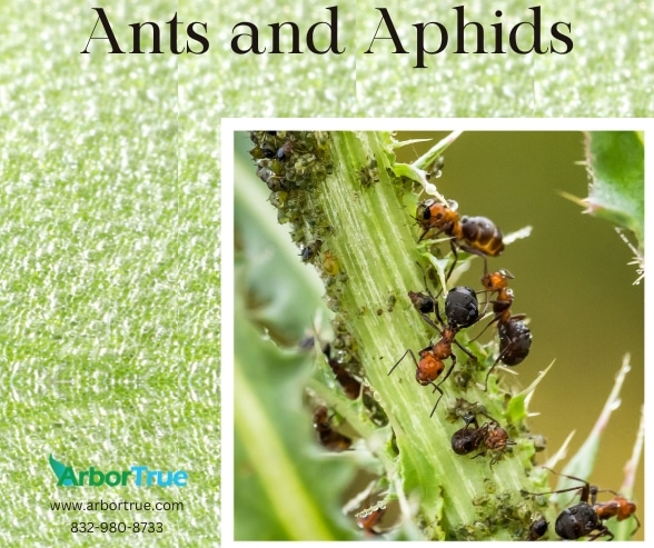Ants and Aphids