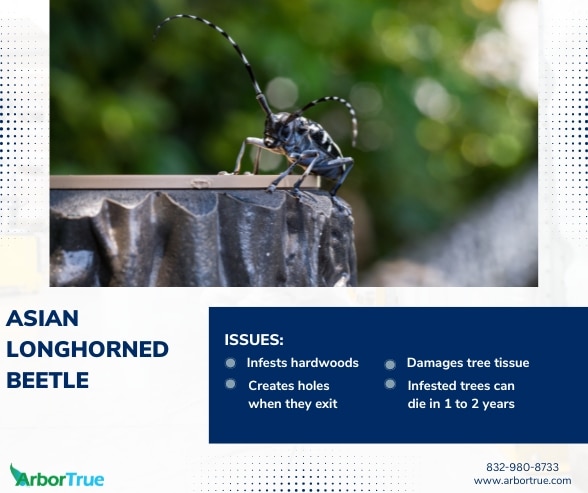 Asian Longhorned Beetle