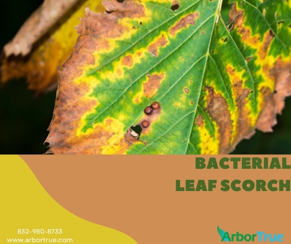 Bacterial Leaf Scorch