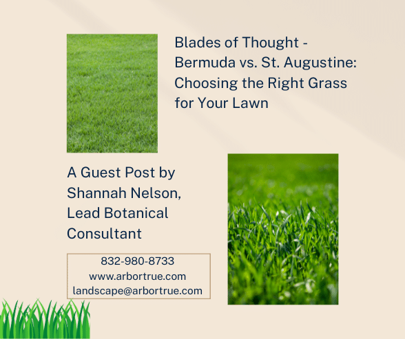 Blades of Thought - Bermuda vs. St. Augustine Choosing the Right Grass for Your Lawn