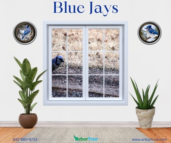 Blue Jays