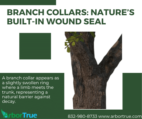 Branch Collars Nature's Built-In Wound Seal