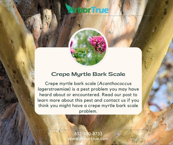 Crepe Myrtle Bark Scale