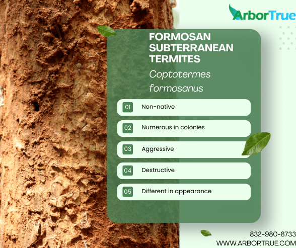 Formosan Subterranean Termites (Coptotermes Formosanus)