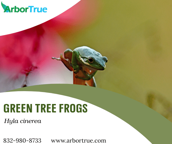 Green Tree Frogs (Hyla cinerea)