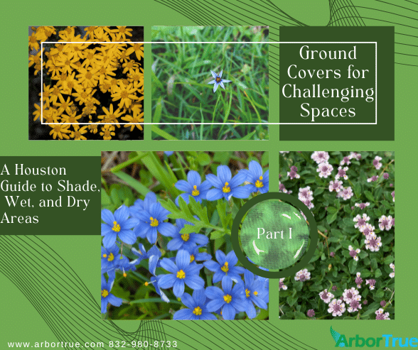 Ground Covers for Challenging Spaces A Houston Guide to Shade, Wet, and Dry Areas