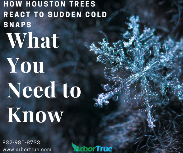 How Houston Trees React to Sudden Cold Snaps What You Need to Know