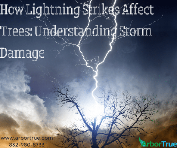 How Lightning Strikes Affect Trees Understanding Storm Damage