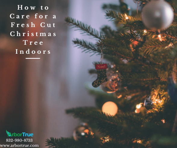 How to Care for a Fresh Cut Christmas Tree Indoors