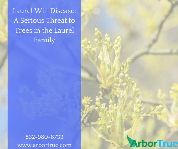 Laurel Wilt Disease A Serious Threat to Trees in the Laurel Family