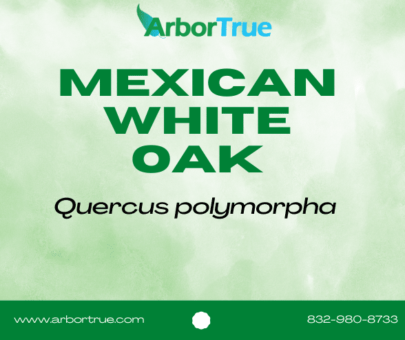 Mexican White Oak (Quercus polymorpha)