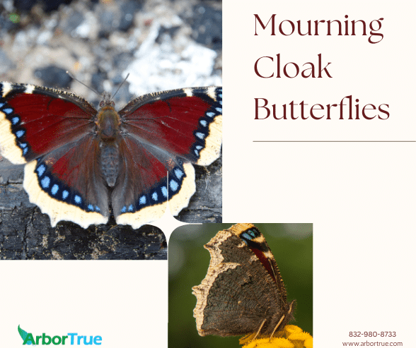 Mourning Cloak Butterflies