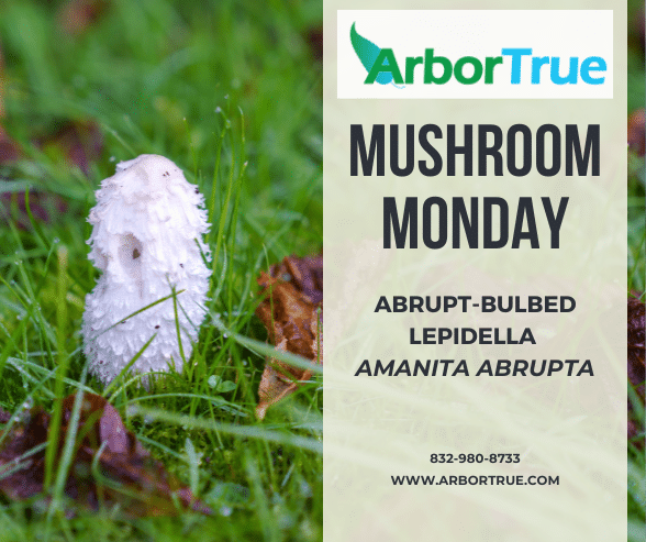 Mushroom Monday Abrupt-Bulbed Lepidella Amanita Abrupta