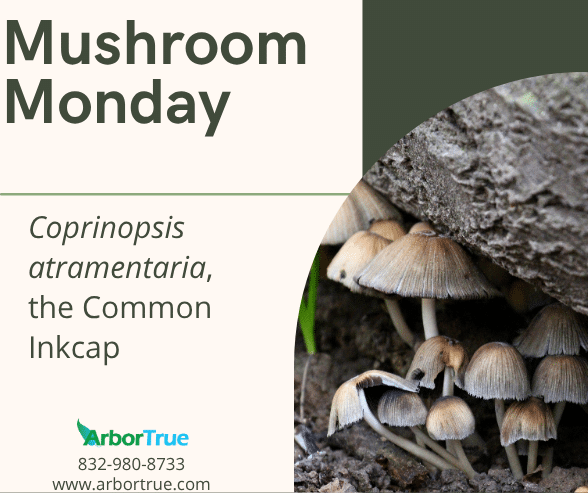 Mushroom Monday Coprinopsis atramentaria, the Common Inkcap