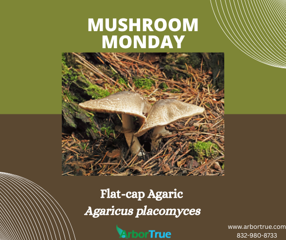 Mushroom Monday Flat-cap Agaric (Agaricus placomyces)