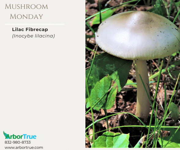 Mushroom Monday Lilac Fibrecap (Inocybe lilacina)