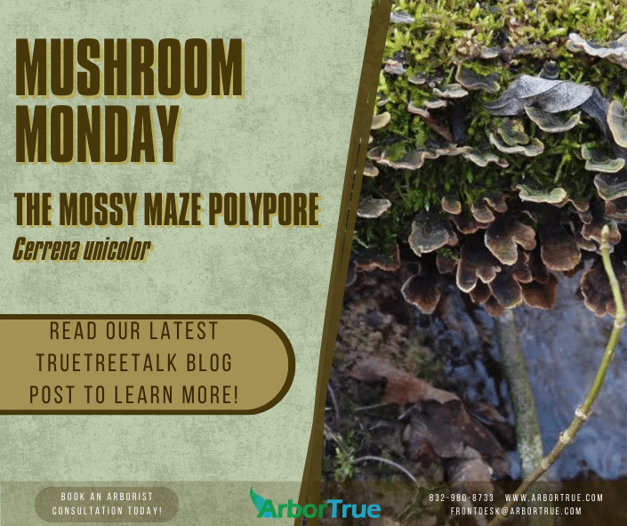 Mushroom Monday The Mossy Maze Polypore (Cerrena unicolor)