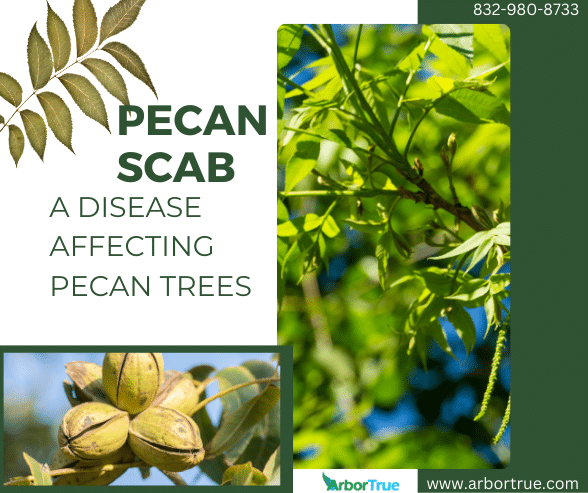 Pecan Scab A Disease Affecting Pecan Trees