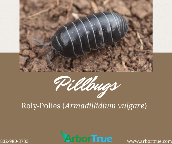 Pillbugs Roly-Polies (Armadillidium vulgare)