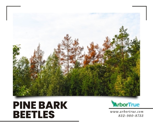 Pine Bark Beetles