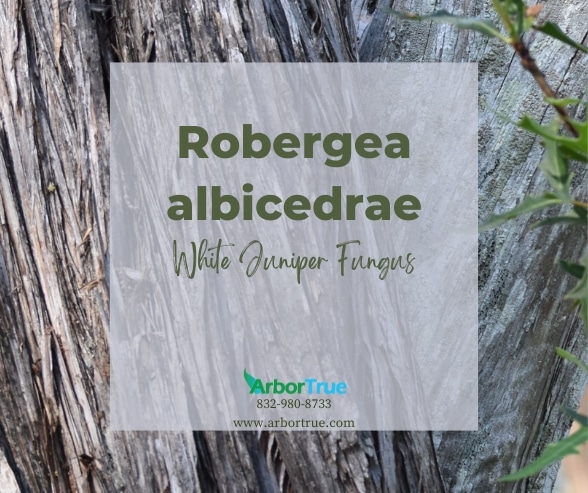 Robergea albicedrae (White Juniper Fungus)