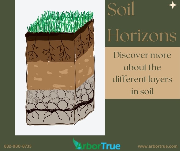 Soil Horizons