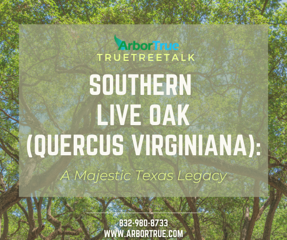 Southern live oak (quercus virginiana)