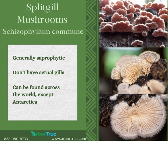 Splitgill Mushroom