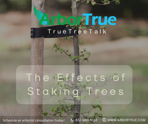 The Effects of Staking Trees