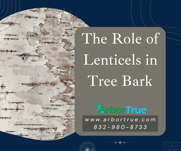 The Role of Lenticels in Tree Bark