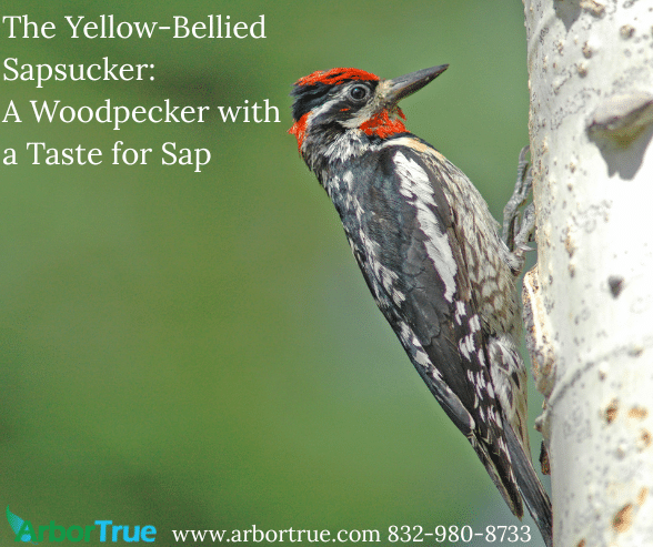 The Yellow-Bellied Sapsucker A Woodpecker with a Taste for Sap