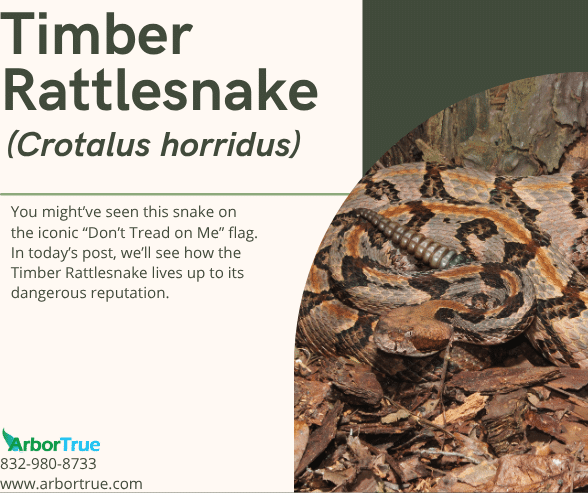 Timber Rattlesnake (Crotalus horridus)