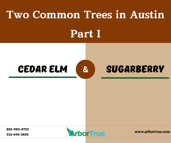 Two Common Trees in Austin Cedar Elm and Sugarberry - Part I