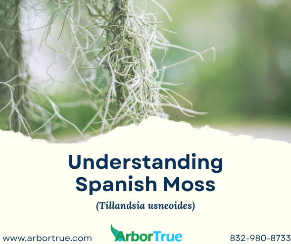 Understanding Spanish Moss (Tillandsia usneoides)