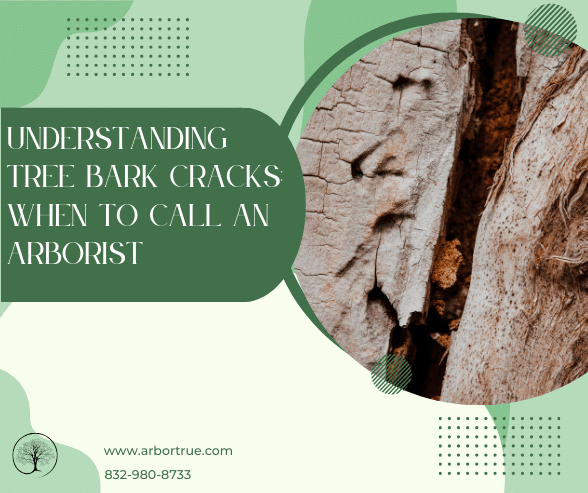Understanding Tree Bark Cracks When to Call an Arborist
