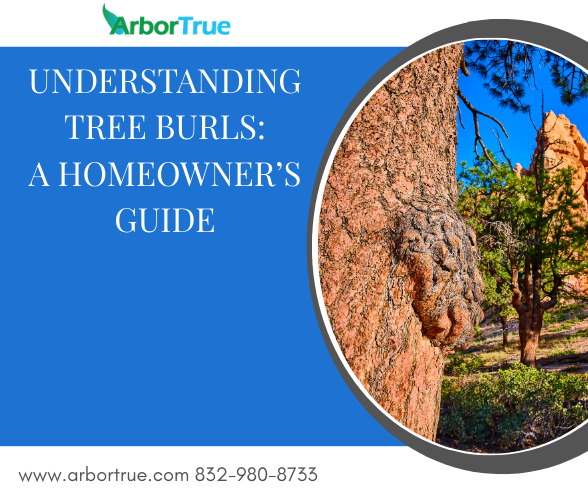 Understanding Tree Burls A Homeowner's Guide