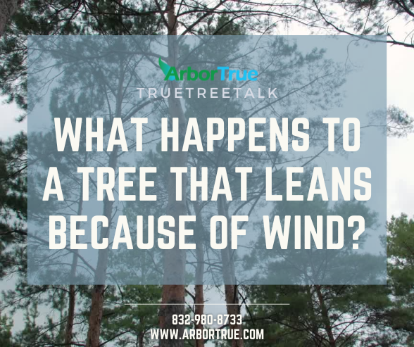 What happens to a tree that leans because of wind