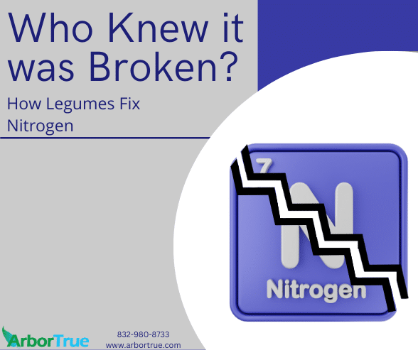 Who Knew It Was Broken How Legumes Fix Nitrogen