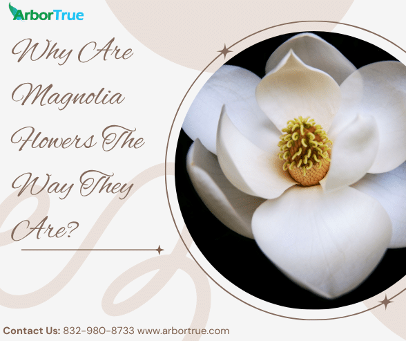 Why Are Magnolia Flowers The Way They Are
