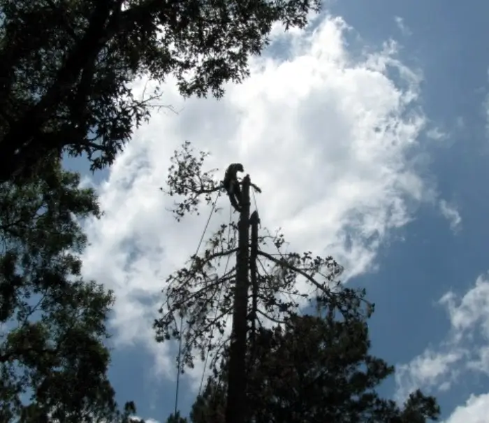 ArborTrue Arborist performing tree removal in Houston