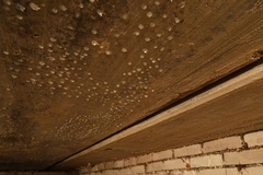 Ideal Basement Humidity in Summer for Mold Prevention