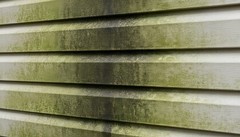 Vinyl Siding Mold Problems and How to Clean Them Properly