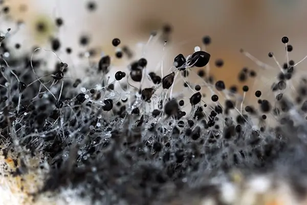 Mold Remediation