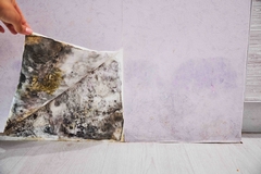 How to Tell If There Is Mold in Your Walls and What to Do Next