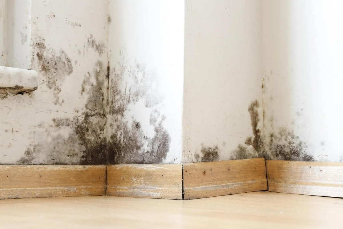 How Professional Mold Remediation Protects Your Health