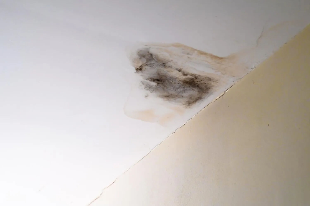Natural Ways To Prevent Mold Growth In High-Humidity Areas