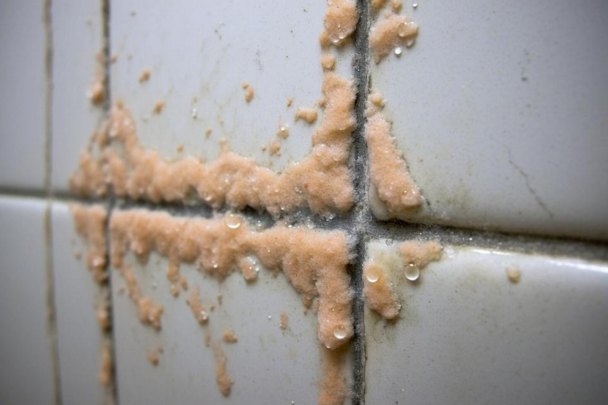 Orange Mold in Bathroom Areas: Causes and Removal Steps